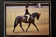 Penny-Richardson-Horse_Pony-Whiteleaze-Pollyanna