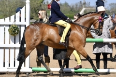 Tilly-Richards-Horse_Pony-Broadgrove-Dimension