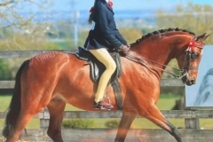 Abigail-Isaac-and-Ottersbrook-Diplomat