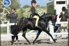 Heidi-Cooper-Horse_Pony-Goldengrove-Prima-Donna