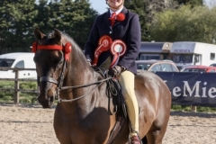 Poppy-Gresty-Horse_Pony-Brookvale-Lord-Grantham