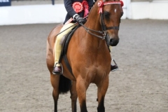 Sophie-Turner-Horse_Pony-Rotherwood-Maestro