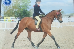 Ava-Worley-Horse_Pony-Bradway-Spring-Time