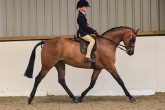 Heidi-Cooper-Horse_Pony-Cleapatra