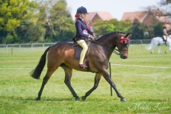 Jess-McIntosh-Horse_Pony-Diptford-Graceful