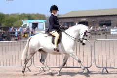 Maddison-Maguire-Horse_Pony-Hollyland-Lion-In-winter