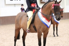 Scarlett-Doswell-Horse_Pony-Dibynn-Miss-Congeniality