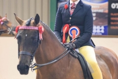 Scarlett-Diswell-Horse_Pony-Dibynn-Miss-Congeniality