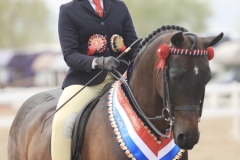 Sofia-Anders-Horse_Pony-Excelsis-Petrus