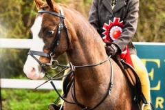 ILA wingrove and Milford Farr Honey bee