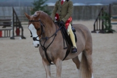 Violet-mennie-Horse_Pony-Brookhall-Pavarotti
