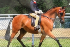 Gracie-Aungier-and-Broadgrove-Little-Star-2