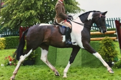 Peter Hodgkinson Horse:Pony Wards Place Picture Perfect