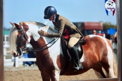 Katie-Walker-Horse_Pony-Hermits-Rascal