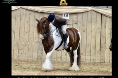 Grace-Winter-Horse_Pony-The-Gingerbread-Man