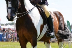 Gracie-Aungier-Horse_Pony-Shine-On-O