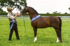 Colin Tibbey and Paddock Rio