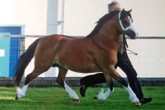 Manorlea Maisie May and Team Tibbey