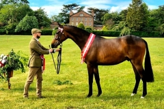 Bradley-Beardmore-Horse_Pony-Tiger-Feet