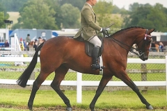 Royal enchantment and Jordan cook