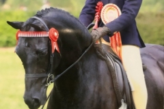 Lexie-Ingoe-and-Hightopps-Honey-Bunny-copy