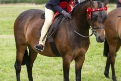 Arabella-Galvin-and-Dowhills-Petite-Dame