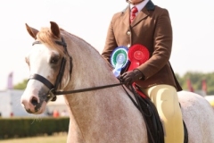 Ava-shaw-Horse_Pony-Settvalley