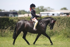 Ruby-Beesley-Horse_Pony-Newoak-Midnight-Charm