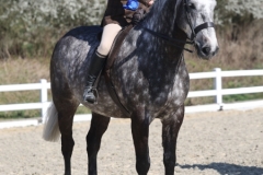 Gemelle-Johnson-Horse_Pony-Dearglach-Lets-Boogie2Nite