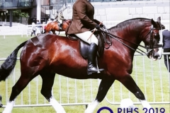 Gillian purgac and Ballygar joler