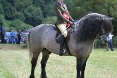 Isobel Lines Horse:Pony Holmedown Taladega