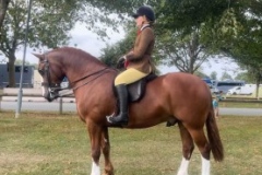 Caitlin-Richardson-Horse_Pony-Foxisle-Mark-of-Distinction