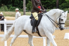 Harlow-white-Horse_Pony-King-bunowen-castle-Ali