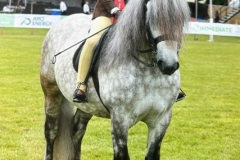 Poppy-Gresty-Horse_Pony-Glenbanchor-Benbecula