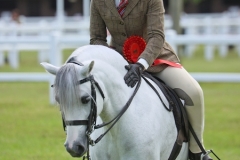 Bluebell-Beechey-Horse_Pony-Rofantina-Kindred-Spirit