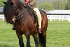 Ella-Rose-Wells-Horse_Pony-Felons-Red-Kite