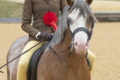 Immy-strathern-Horse_Pony-Thistledown-Jambo-