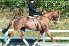 Lois-Seymour-Horse_Pony-San-Miguel