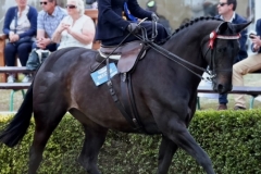 Amy-Jones-Horse_Pony-Lola-II