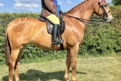 Laura-Smith-King-Horse_Pony-Ashleas-Total-Class