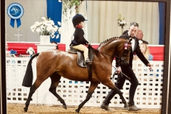 Eleanor-Carne-Horse_Pony-Hightopps-Miss-Minnie-Me