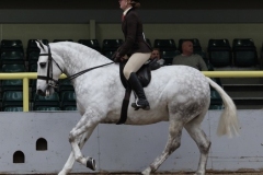 SHB(GB)NW Annual Show