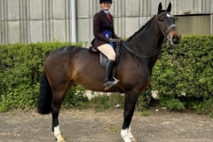 Katie-Bloomer-Horse_Pony-Limited-Edition-at-Moorside