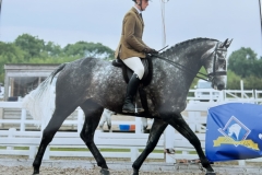 William-hibbert-Horse_Pony-Timeless-Grey