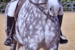 James-rooks-Horse_Pony-Lakeshore-lenny