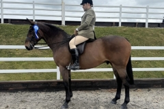 Ben-meadows-Horse_Pony-Talk-about-Bruno