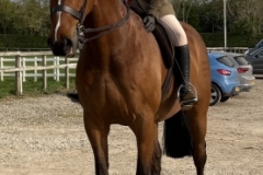 Marisa-McCulloch-Horse_Pony-Calzache