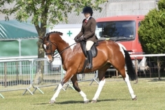 Megan-sweeting-Horse_Pony-Tullabeg-Marvel