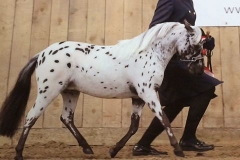 Karosel Alamos Perdita