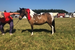 Tom Miller and Donabi UK Uno Simply Magical